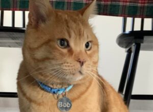 Roccaravindola, scappato di casa pochi giorni fa, questo gatto rosso di nome Bob sembra essere introvabile