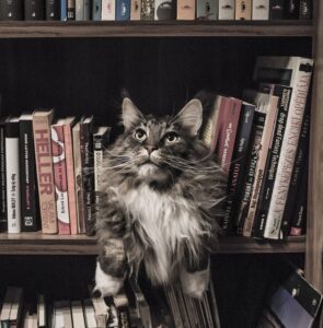 5 romanzi sui gatti che ti faranno venir voglia di adottarne uno