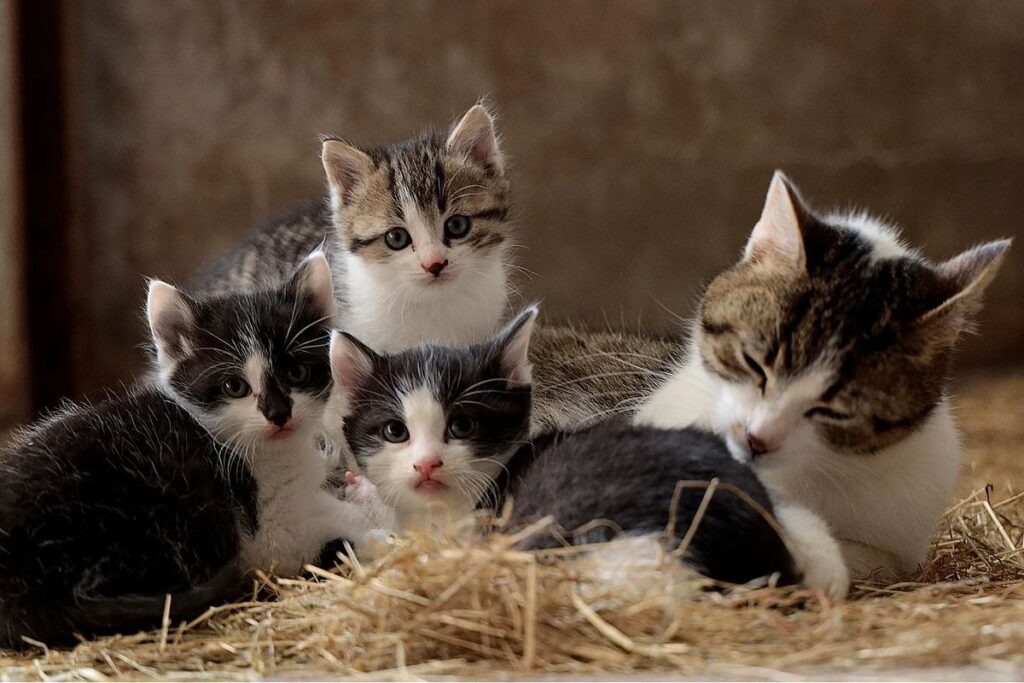 mamma gatta con i cuccioli