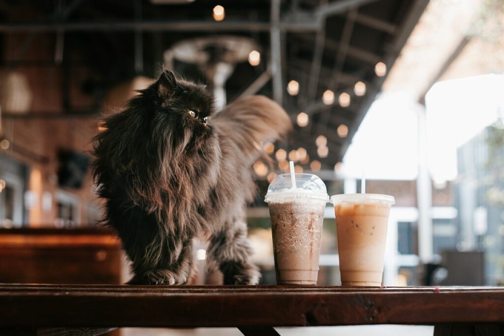 gatto con bicchieri di caffè