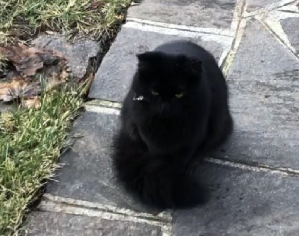 gatto nero vialetto casa 