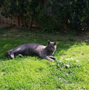 Scomparso gatto maschio grigio, occhi quasi arancioni a Prato, ricerche in corso