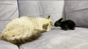 Simpatico gatto incontra un coniglio per la prima volta (VIDEO)