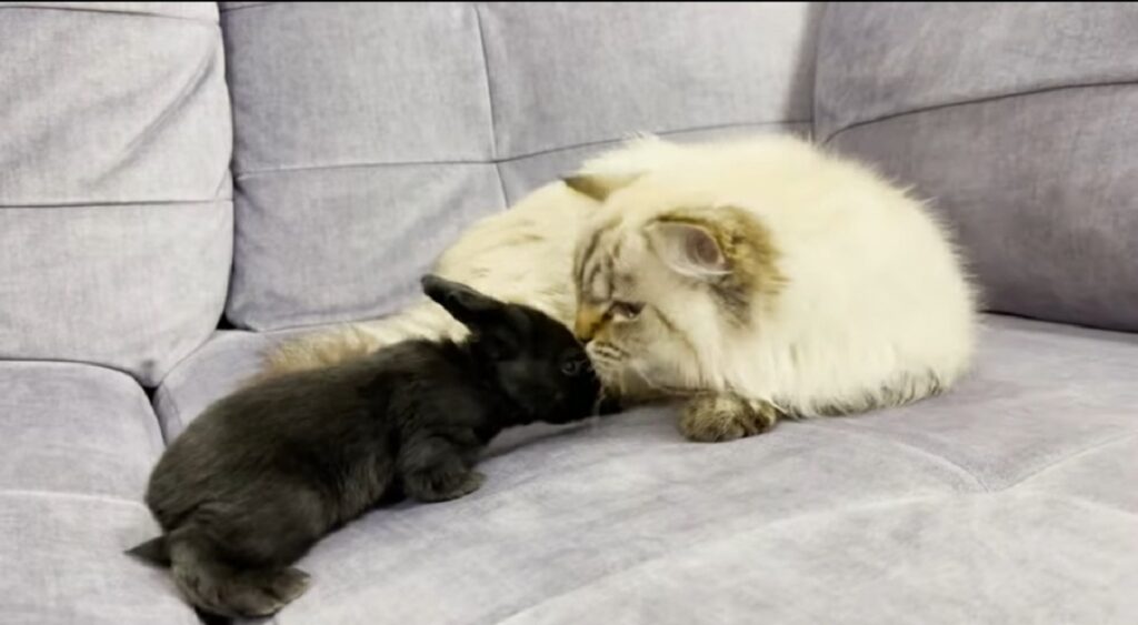 simpatico gatto incontra un coniglio per la prima volta
