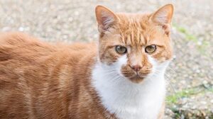 Una targa per il gattino Dave è stata eretta per ricordare questo bellissimo tabby rosso