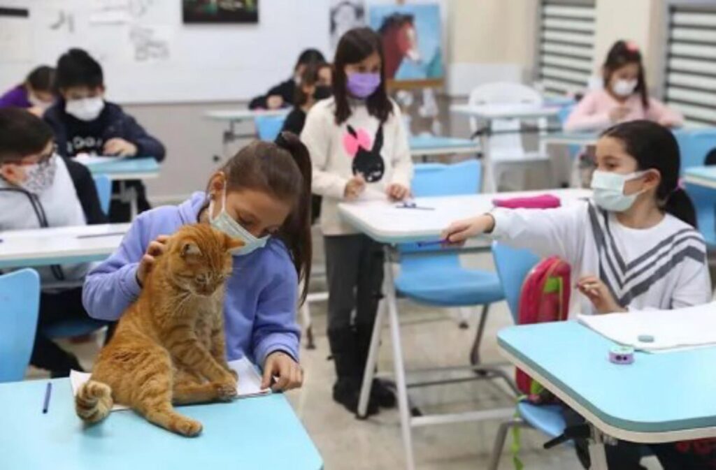 gatto mascotte della scuola