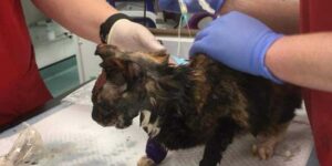 Toby, gattina sfregiata con l’acido, è in bilico tra la vita e la morte