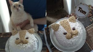 Il gatto Tom riceve una torta personalizzata per festeggiare il compleanno