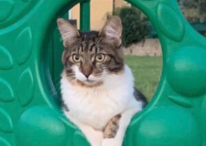 Vecchiano, famiglia non si da pace ed è disposta a tutto pur di ritrovare Milo, un gatto scomparso da un mese