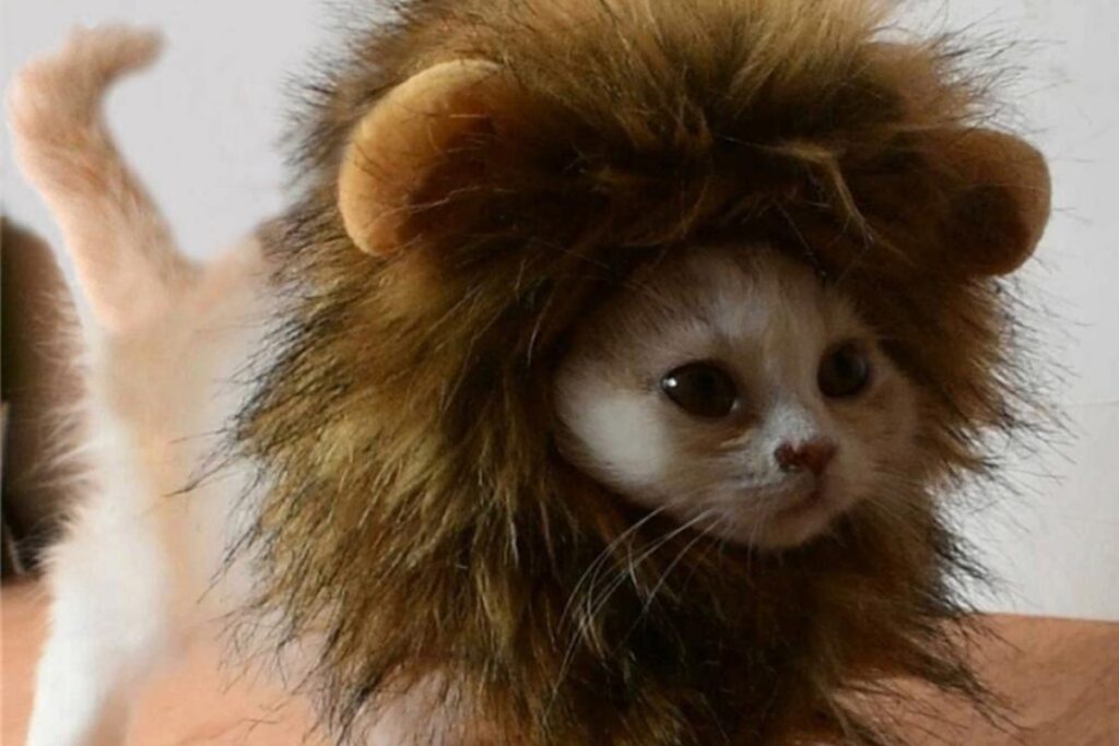 parrucca da leone