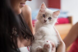 5 vestiti di Carnevale per gattini, semplicemente adorabili