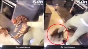 Il calciatore Kurt Zouma filmato mentre maltratta il suo gatto prendendolo a calci come un pallone