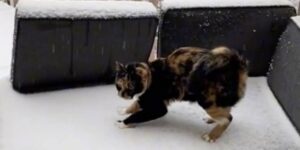 La buffa e tenera reazione di un gatto che tocca la neve per la prima volta