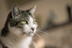 4 consigli per far ringiovanire un gatto anziano