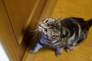 4 consigli per insegnare al gatto a fare i bisognini fuori