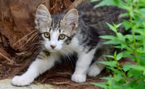 4 consigli per riuscire a prendere un gattino di strada