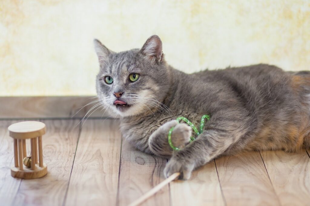 felino giocoso