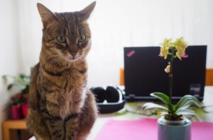 4 suggerimenti per gestire il gatto di un’altra persona