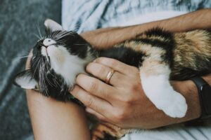 5 foto che dimostrano come i gatti possano essere dei figli perfetti