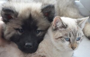 5 foto di cani e gatti che hanno una convivenza speciale