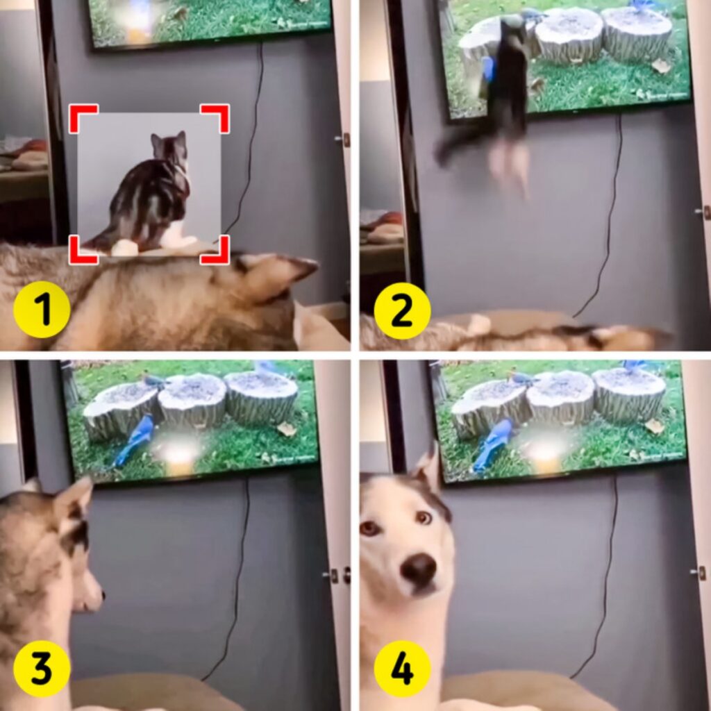 gatto tv salto