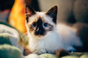 5 foto di gatti che sono una vera esplosione di amore