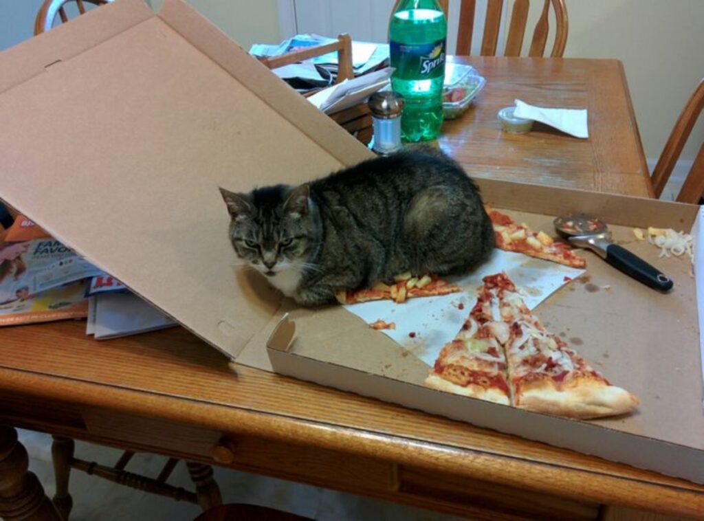 felino pizza