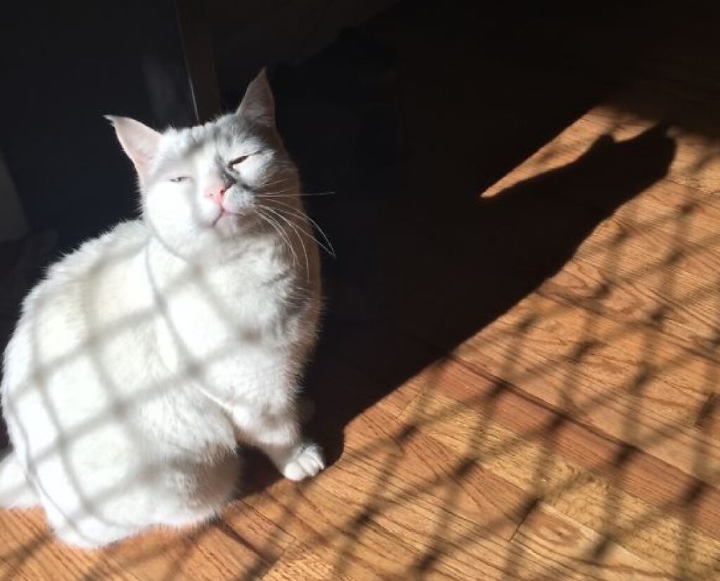 gatto sole alle spalle 