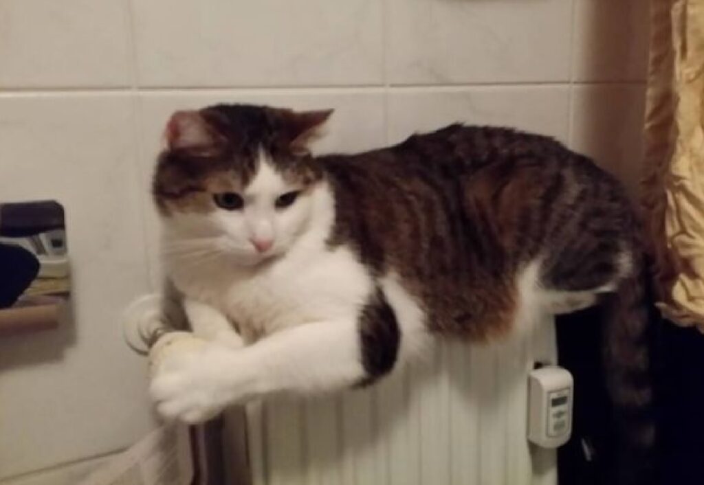 gatto su termosifone bianco 