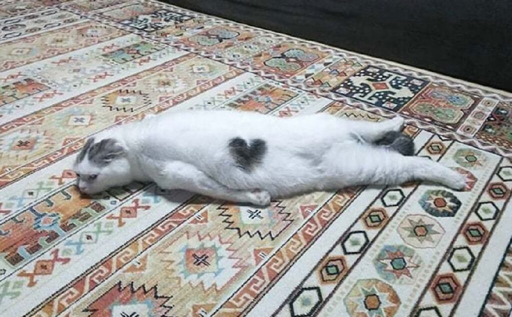 gatto cuore grigio su pelo 