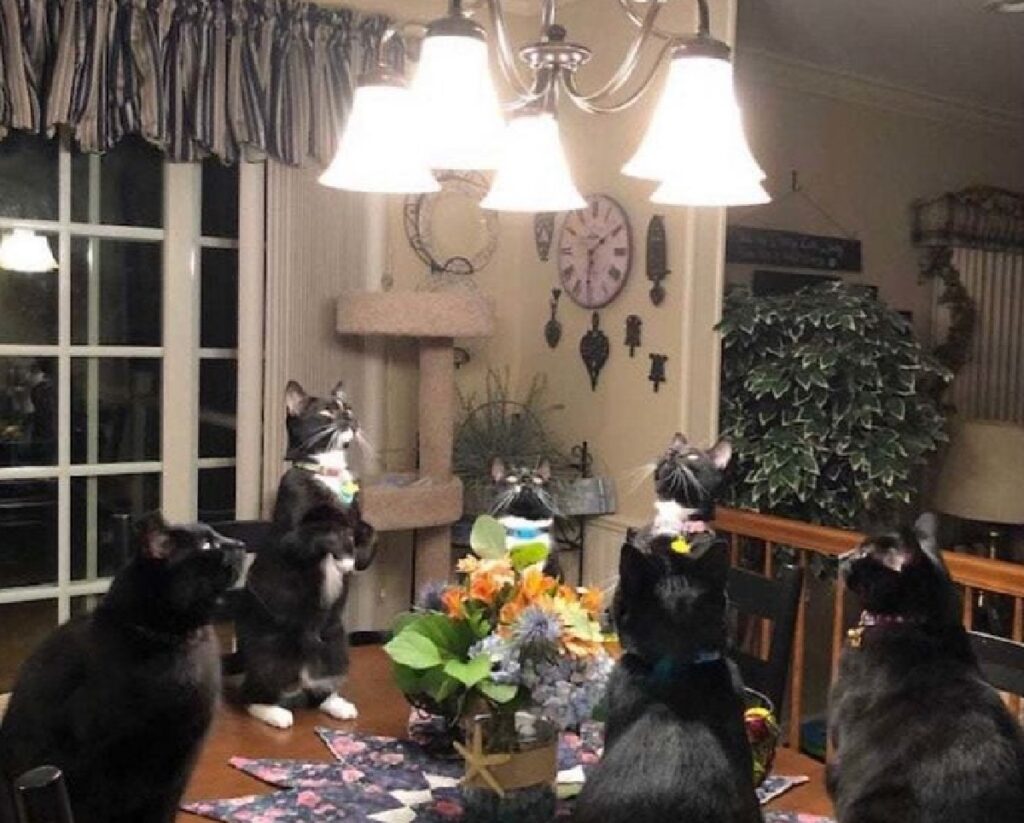 gatti in gruppo sul tavolo 