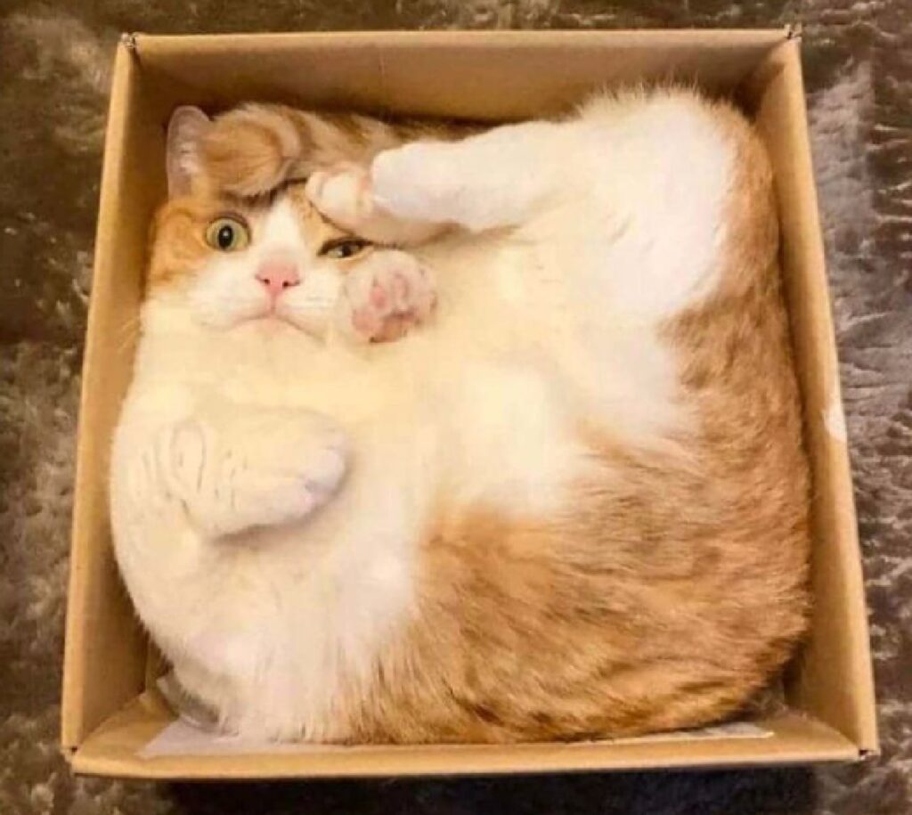 gatto incastrato scatola 