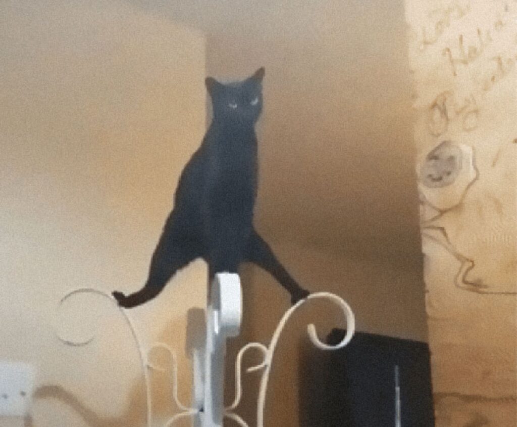 gatto in equilibrio su appendiabiti 