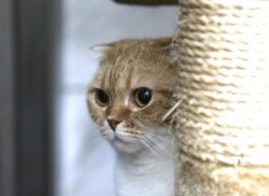 8 foto di gatti che cercano di trovare il modo per “nascondersi” dal veterinario