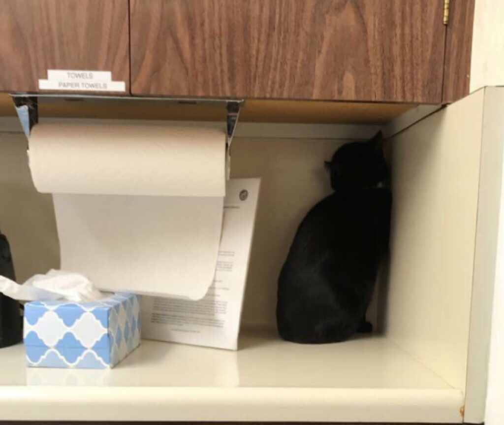 gatto nero carta vicina