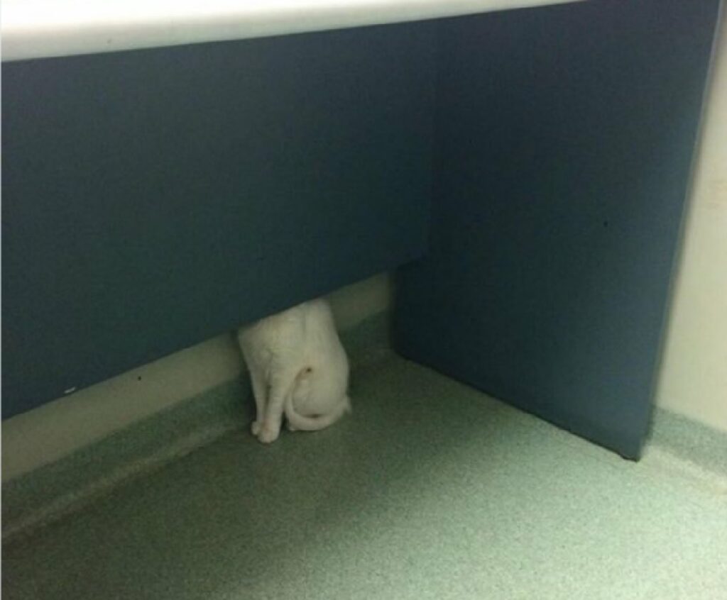 gatto bianco dietro scrivania