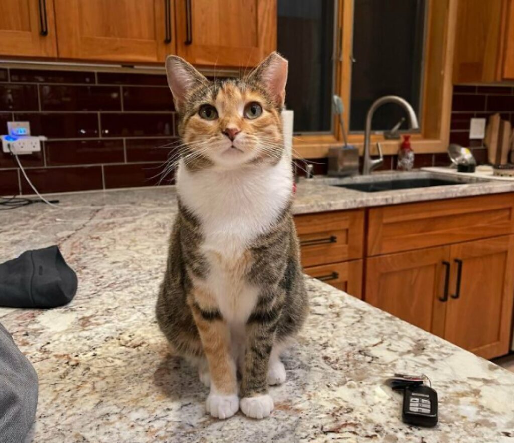 gatta calico su tavolino