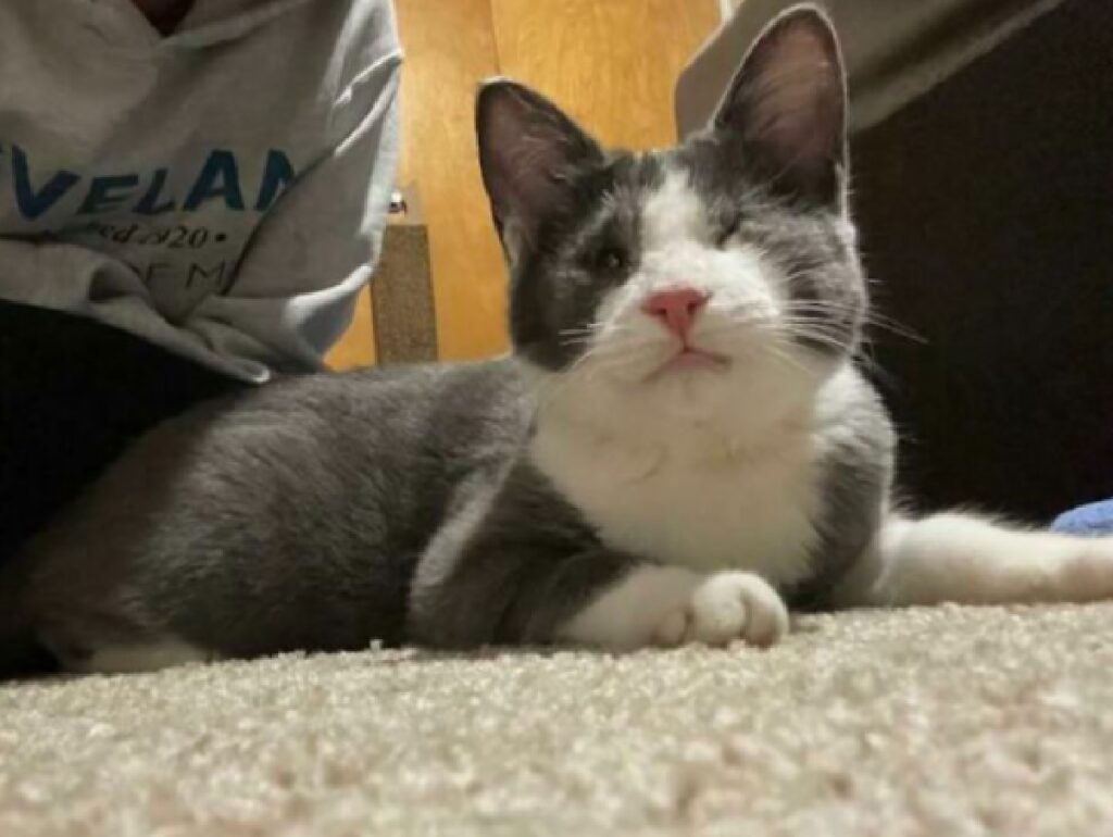 gatto europeo senza occhio