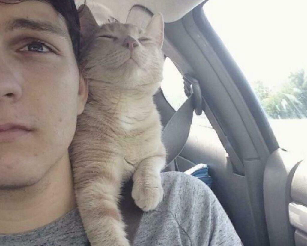 gatto rosso volto disteso