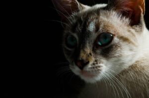 8 foto di gatti che hanno immediatamente compreso come la loro vita sarebbe cambiata per sempre