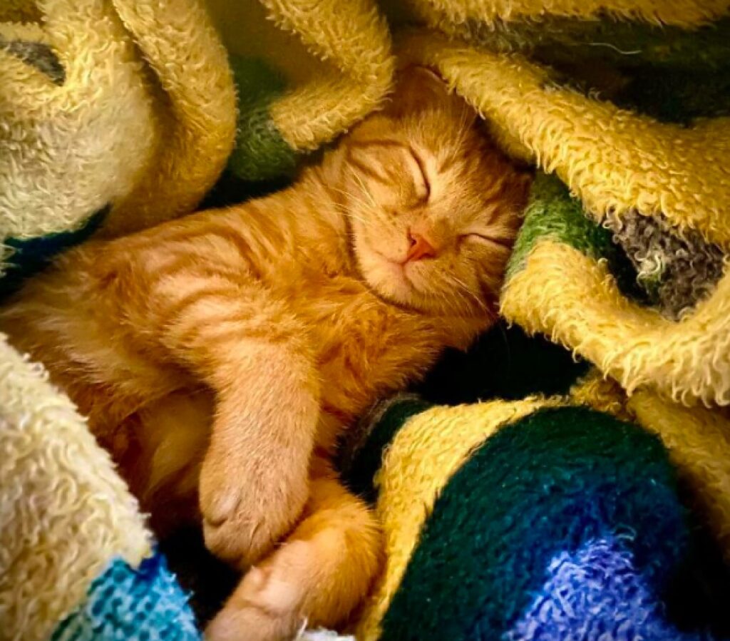 gatto fulvo tra le coperte