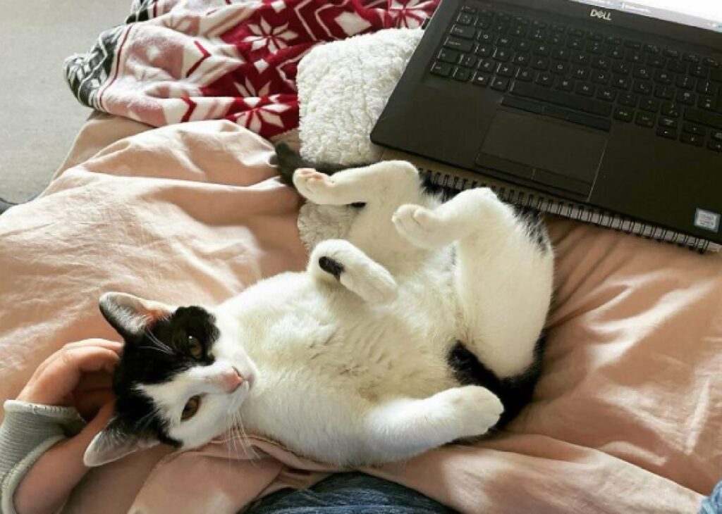 gatto bianco nero su coperte rosa