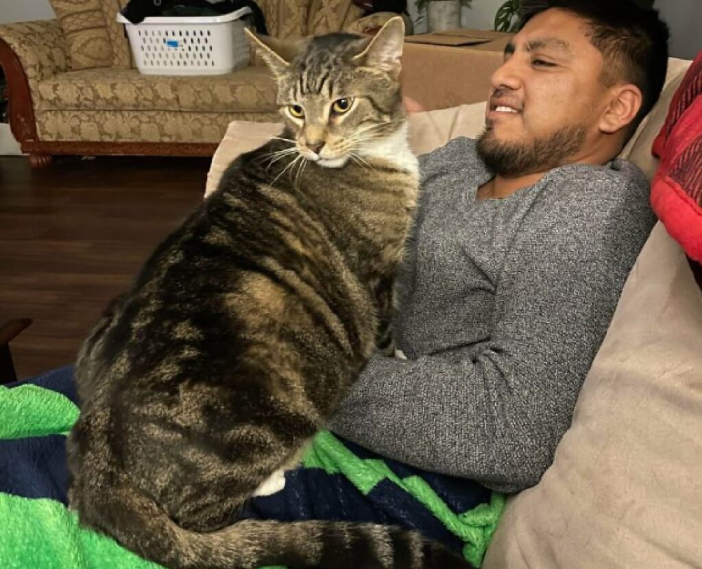 gatto soriano di spalle