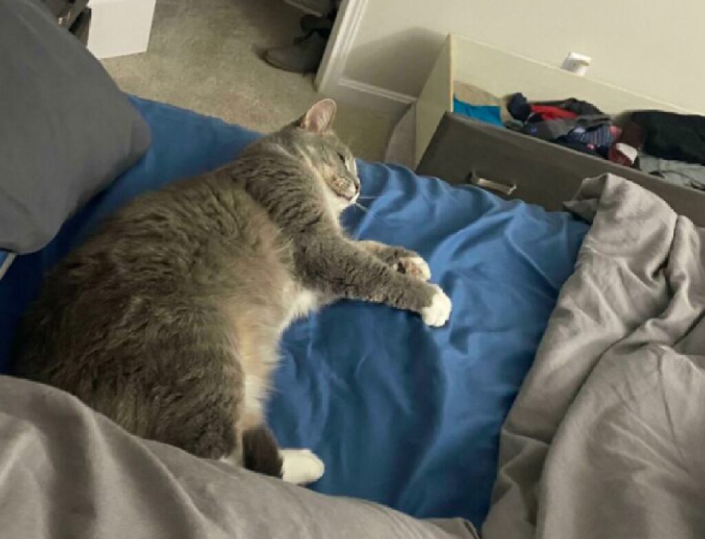 gatto dorme su cuscino blu