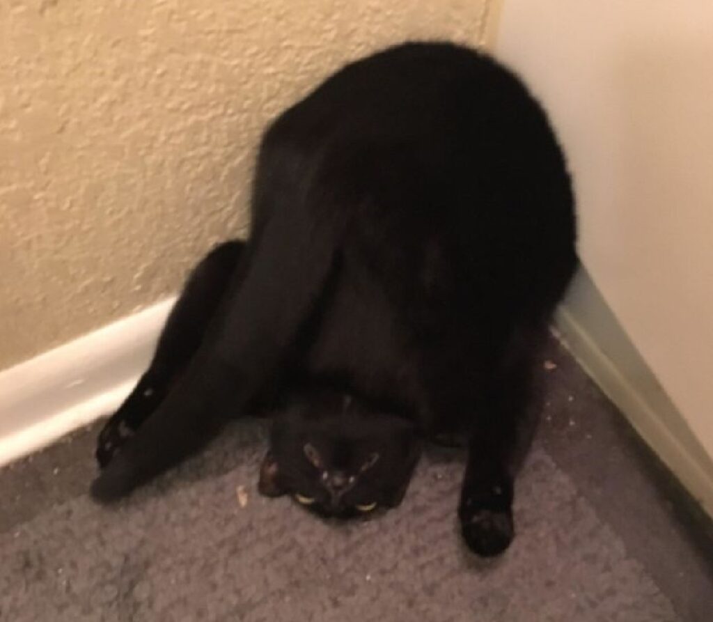 gatto ribaltato all'angolo