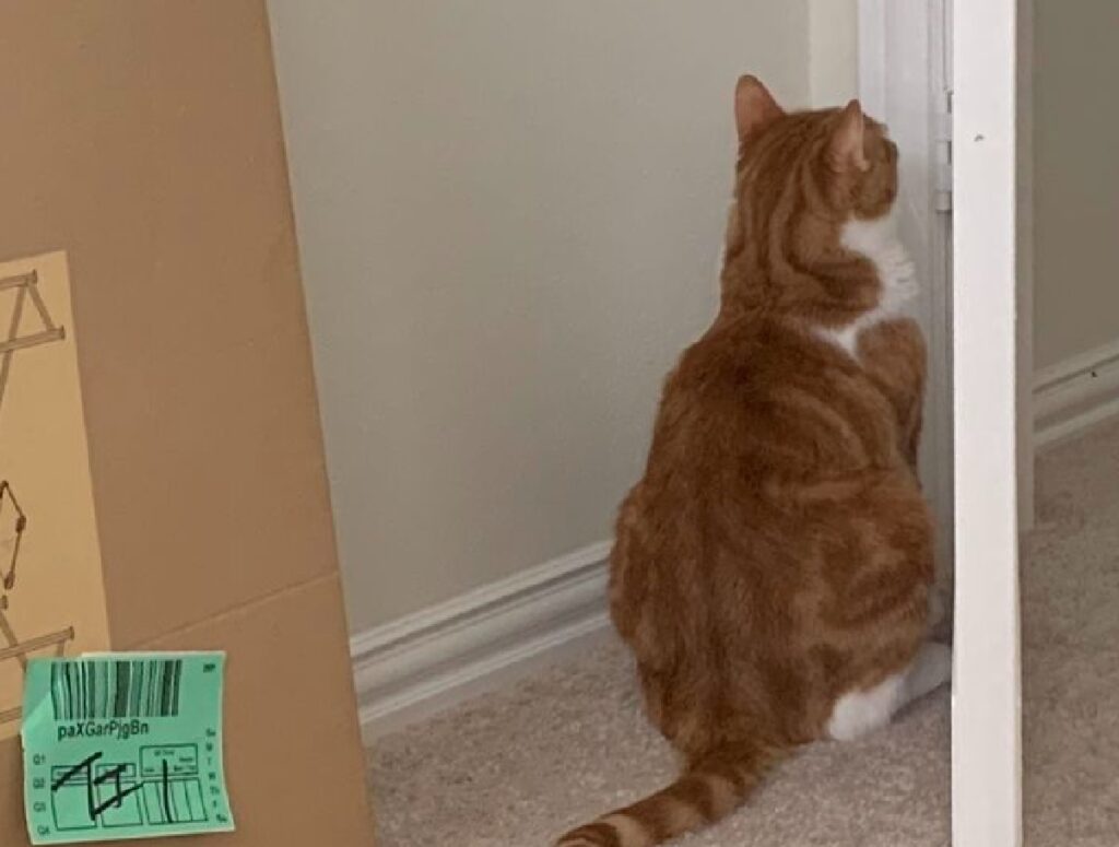 gatto rosso e bianco guarda stipite porta