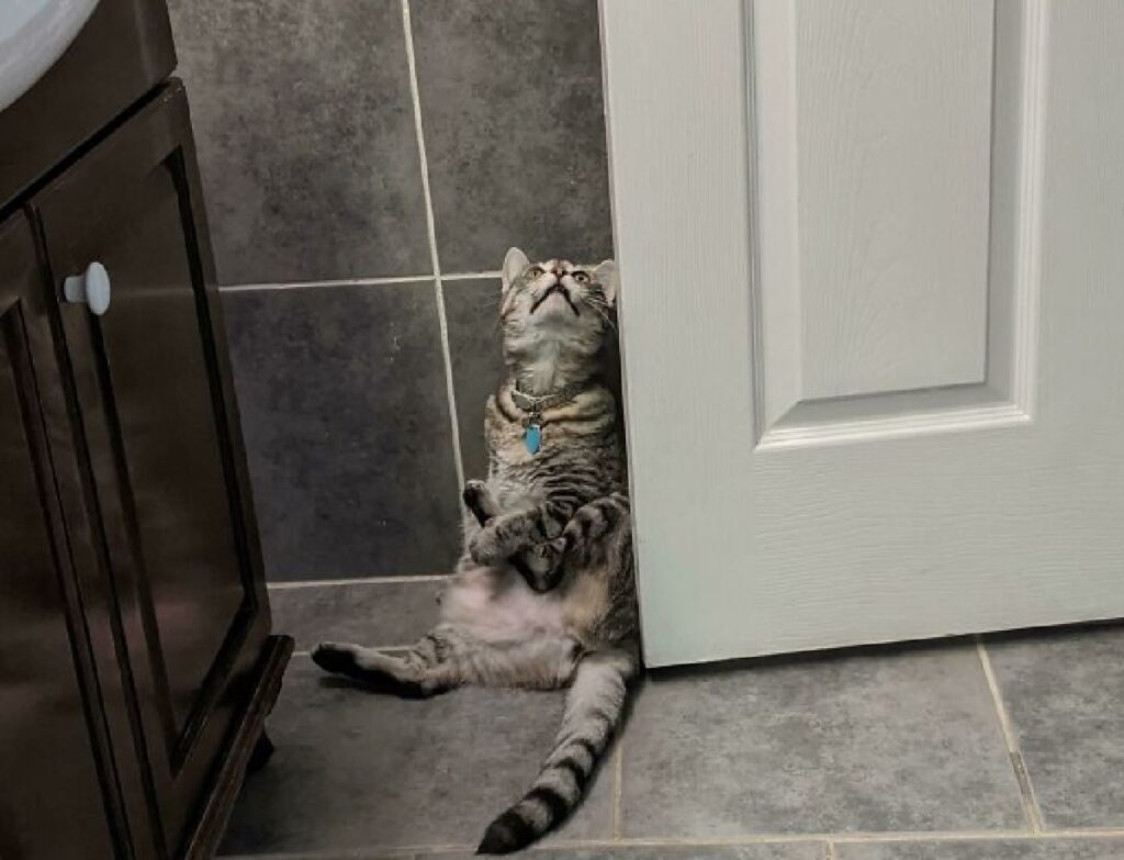 gatto si tiene zampa