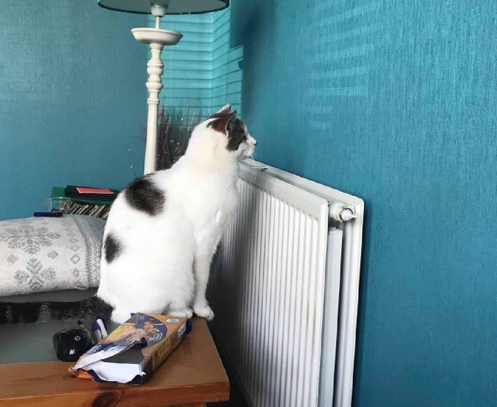 gatto osserva muro turchese