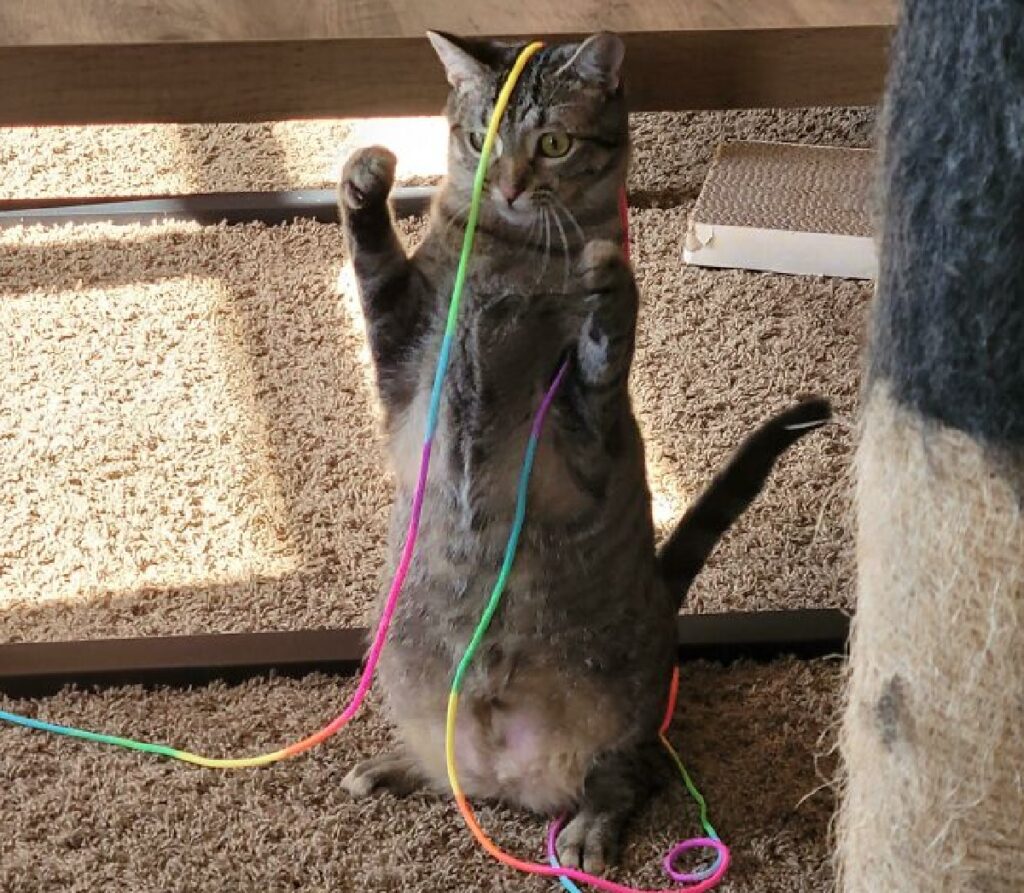 gatto gioca con fili colorati