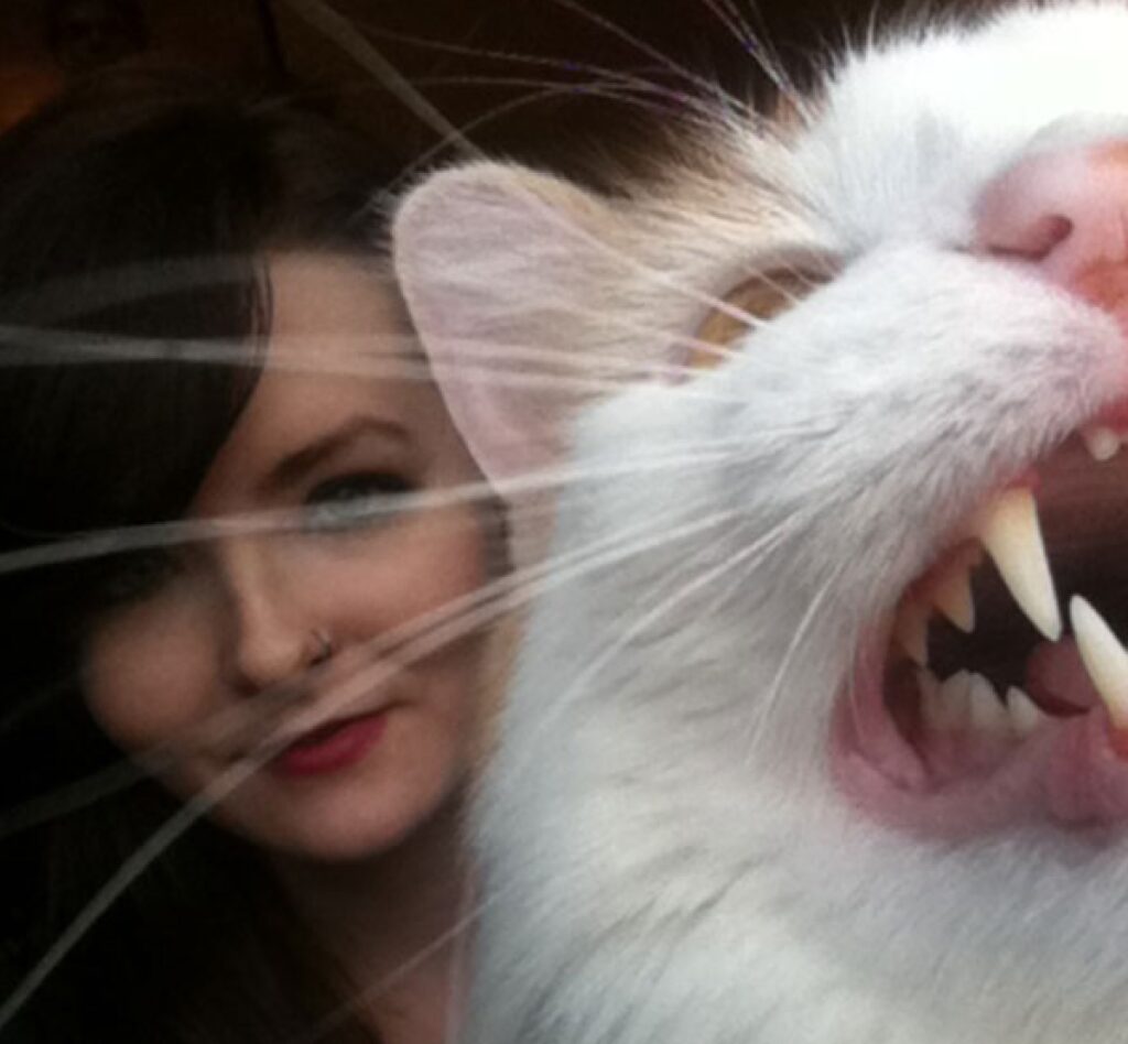 gatto bianco denti sporgenti 